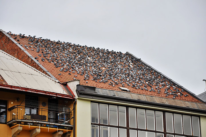 A2B Pest Control are able to install spikes to deter birds from roofs in Felixstowe. 