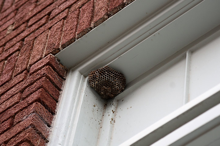 We provide a wasp nest removal service for domestic and commercial properties in Felixstowe.